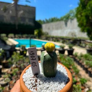 1307 05 Cacto Astrophytum Astéria variegata