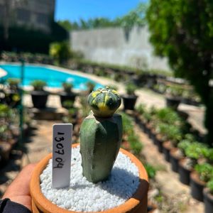 1307 04 Cacto Astrophytum Astéria variegata