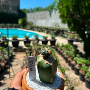 1307 03 Cacto Astrophytum Astéria variegata