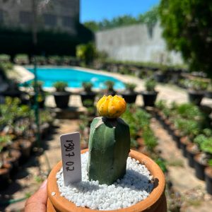 1307 02 Cacto Astrophytum Astéria variegata