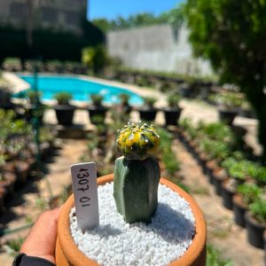 1307 01 Cacto Astrophytum Astéria variegata