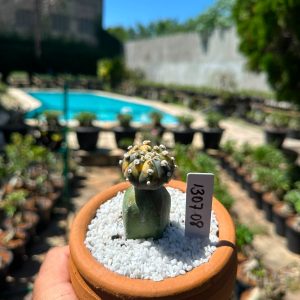 1307 08 Cacto Astrophytum Astéria variegata