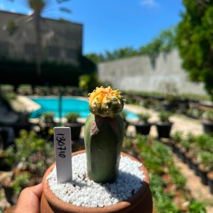 1307 10 Cacto Astrophytum Astéria variegata
