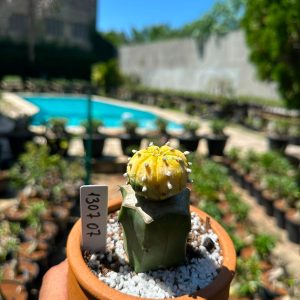 1307 07 Cacto Astrophytum Astéria variegata
