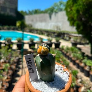 1307 09 Cacto Astrophytum Astéria variegata