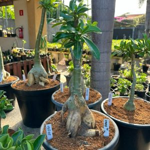 1307 05 Big Caudex Zaad Av