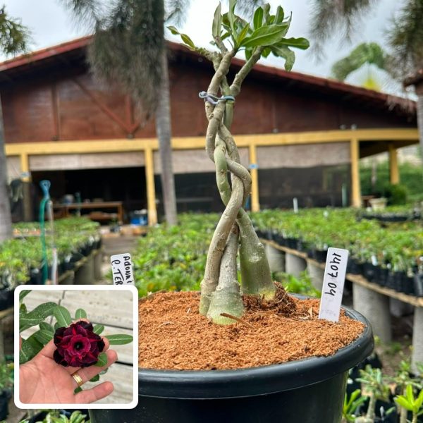 ROSA DO DESERTO ADONAI ( LEILÃO ) + CHRYSANTHEMUS TERRACE + FIONA (RAPUNZEL)