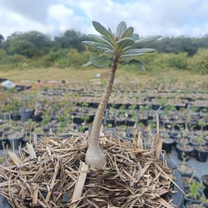 1407 07 Socotra Socotranum