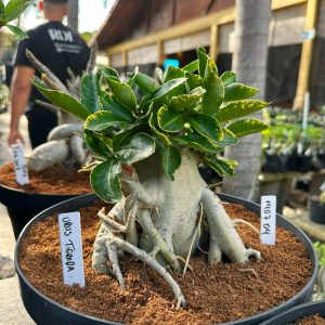 1407 04 Arabicum Urus Tigrada - Adulta