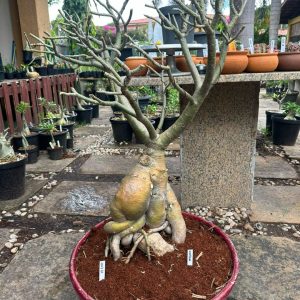 1507 01 Socotra Gigande