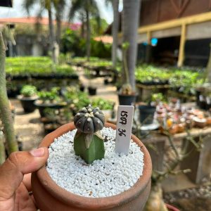 1507 36 Cacto Astrophytum asterias black