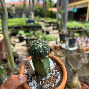 1507 41 Cacto Astrophytum asterias