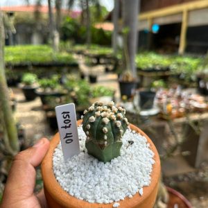 1507 40 Cacto Astrophytum asterias