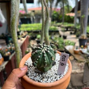1507 37 Cacto Astrophytum asterias
