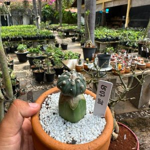 1507 28 Cacto Astrophytum asterias