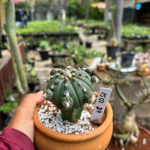 1507 29 Cacto Astrophytum asterias