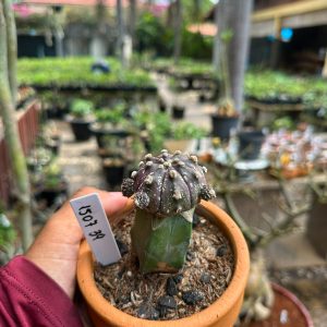 1507 39 Cacto Astrophytum asterias black