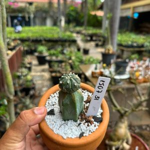 1507 31 Cacto Astrophytum asterias
