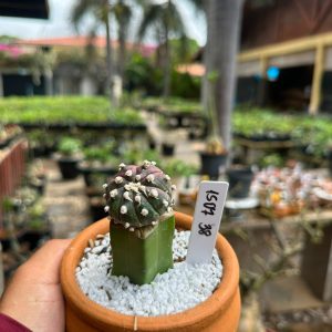 1507 38 Cacto Astrophytum asterias black