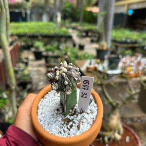 1507 32 Cacto Astrophytum asterias black