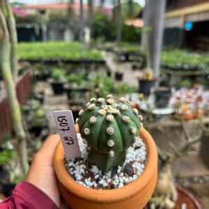 1507 27 Cacto Astrophytum asterias
