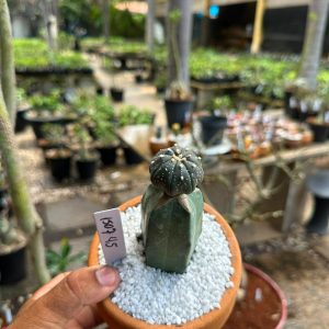 1507 45 Cacto Astrophytum asterias black