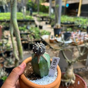 1507 33 Cacto Astrophytum asterias black