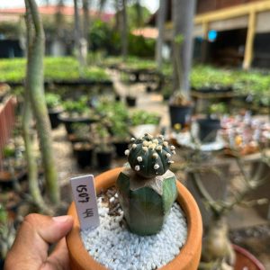 1507 44 Cacto Astrophytum asterias black