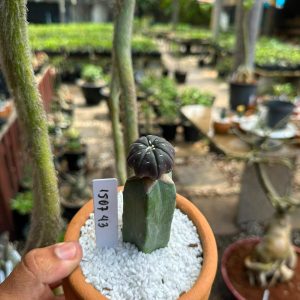 1507 43 Cacto Astrophytum asterias Black