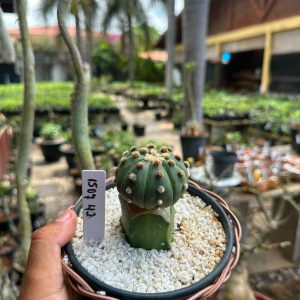 1507 43 Cacto Astrophytum asterias