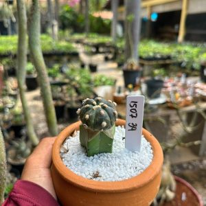 1507 34 Cacto Astrophytum asterias