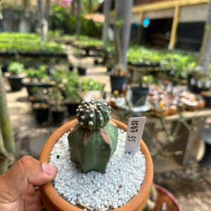 1507 35 Cacto Astrophytum asterias