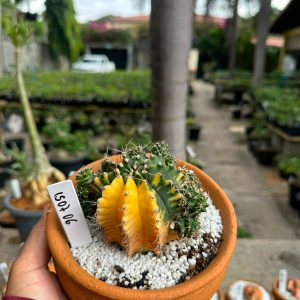 1507 06 Cacto GYMNOCALYCIUM VARIEGATA