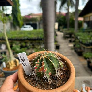 1507 05 Cacto GYMNOCALYCIUM VARIEGATA