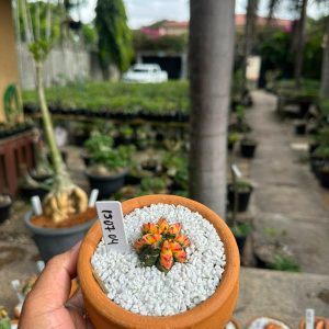 1507 04 Cacto GYMNOCALYCIUM VARIEGATA