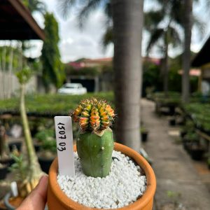 1507 03 Cacto GYMNOCALYCIUM VARIEGATA