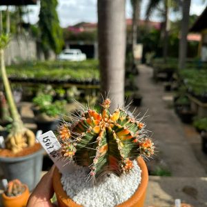 1507 02 Cacto GYMNOCALYCIUM VARIEGATA