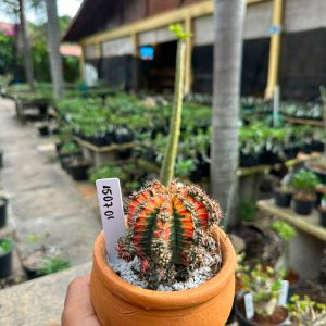1507 01 Cacto GYMNOCALYCIUM VARIEGATA
