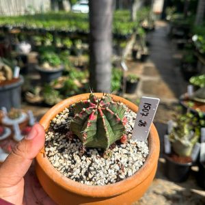 1507 26 Cacto GYMNOCALYCIUM VARIEGATA