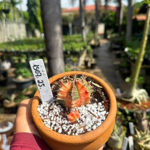 1507 25 Cacto GYMNOCALYCIUM VARIEGATA