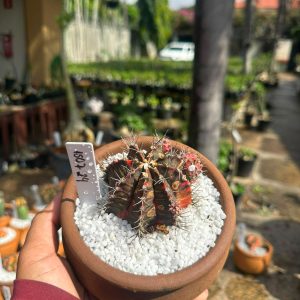 1507 24 Cacto GYMNOCALYCIUM VARIEGATA