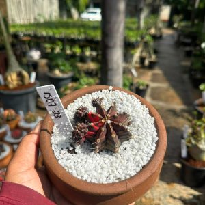 1507 23 Cacto GYMNOCALYCIUM VARIEGATA