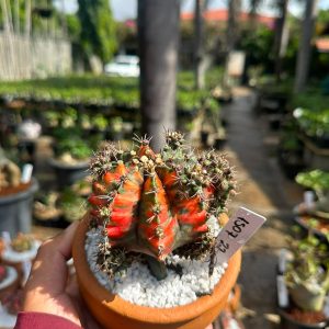 1507 22 Cacto GYMNOCALYCIUM VARIEGATA