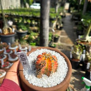 1507 21 Cacto GYMNOCALYCIUM VARIEGATA