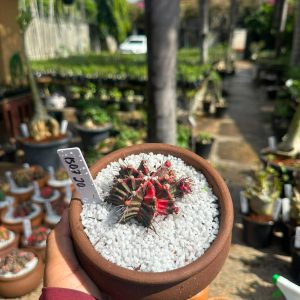 1507 20 Cacto GYMNOCALYCIUM VARIEGATA