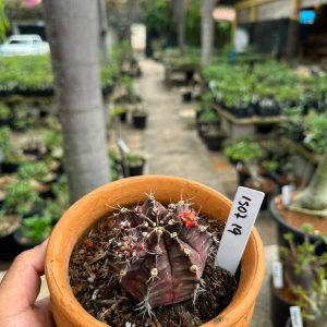 1507 19 Cacto GYMNOCALYCIUM VARIEGATA