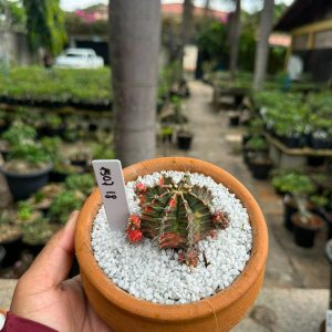 1507 18 Cacto GYMNOCALYCIUM VARIEGATA