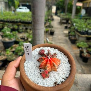 1507 14 Cacto GYMNOCALYCIUM VARIEGATA