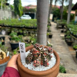 1507 16 Cacto GYMNOCALYCIUM VARIEGATA