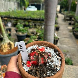 1507 15 Cacto GYMNOCALYCIUM VARIEGATA